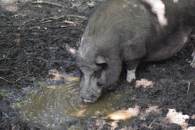 火箭主场大胜太阳，汤普森31分+杜兰特28+8助球队登顶西部第二